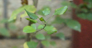 Indian acalypha