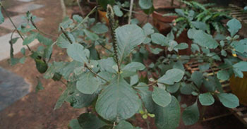 Uttaraani