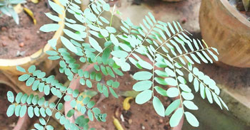 Golaganji