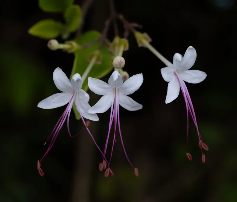 Wild jasmine