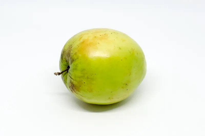 Indian jujube